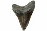 Serrated, Juvenile Megalodon Tooth - South Carolina #312101-1